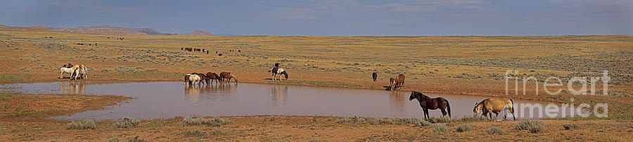 Late Afternoon At The Water Hole - 20x90 Photograph by J L Woody Wooden