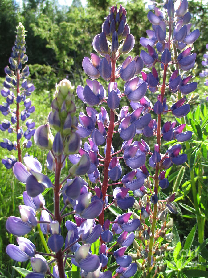 Late Afternoon Lupins Photograph by Martin Howard