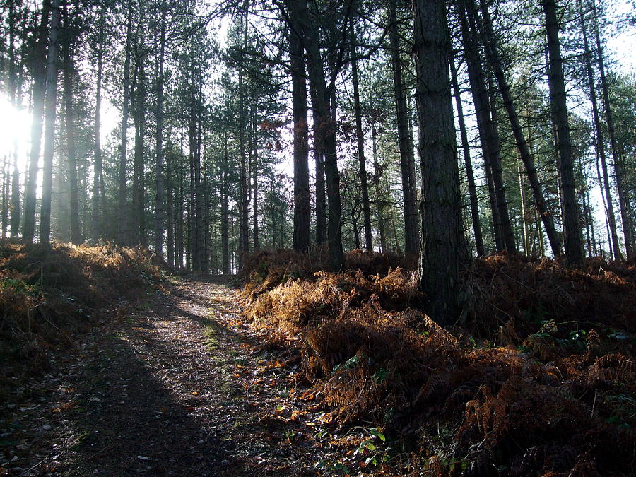 Late Afternoon on Cannock Chase #2 Photograph by Jean Walker