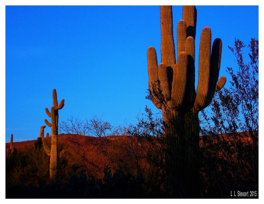Late Afternoon on The Desert Photograph by L L Stewart