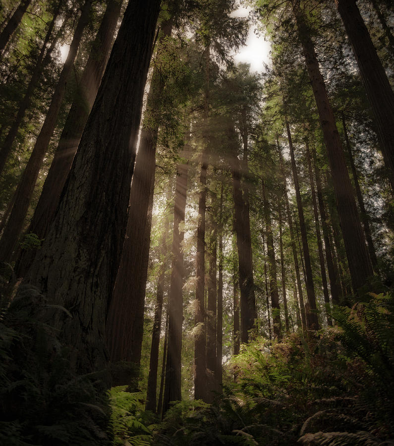 Late Afternoon Redwoods Photograph by Mark Alder