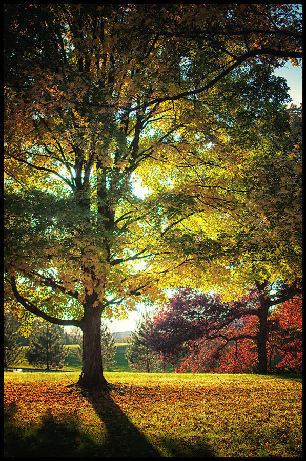 Late Afternoon Photograph by Ron Caimi - Fine Art America