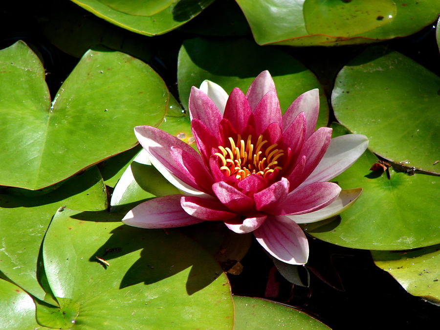 Late Afternoon Water Lily Photograph by Adam Kimpton - Fine Art America