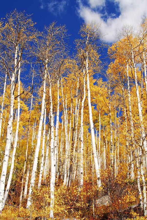 Late Aspens Photograph by Tracy Smith Late Aspens Photograph by Tracy Smith