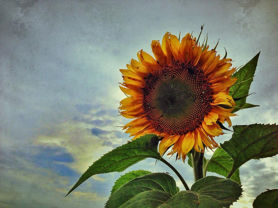 Sunflower Photograph - Late August Sun by Jame Hayes