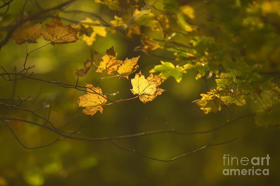 Fall Photograph - Late Autumn by Diane Diederich