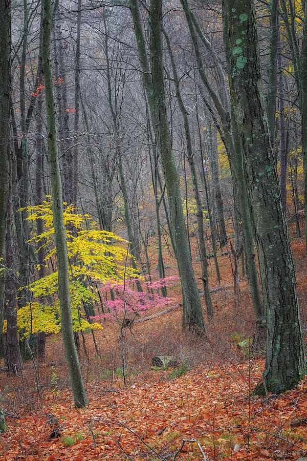 Late Autumn Forest Photograph by Bill Wakeley