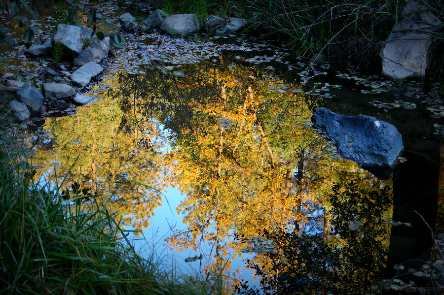 Late Autumn Water Reflection Photograph by Aaron Burrows