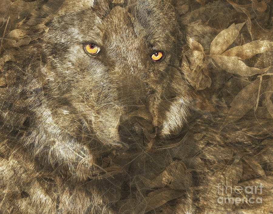 Wolves Digital Art - Late Autumn Wolf by Judy Wood