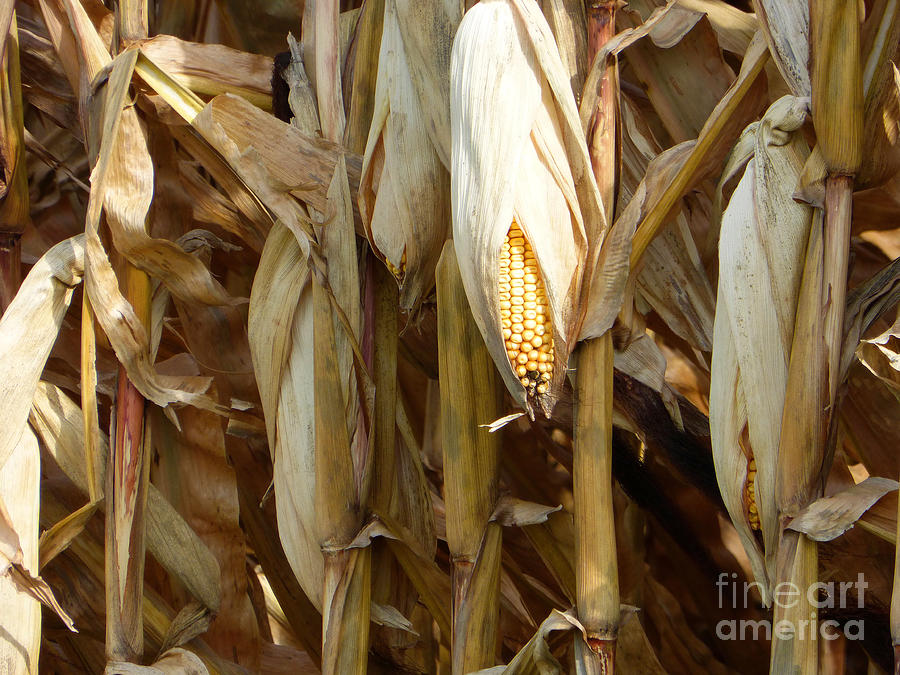 Fall Photograph - Late Corn Crop by Tina M Wenger