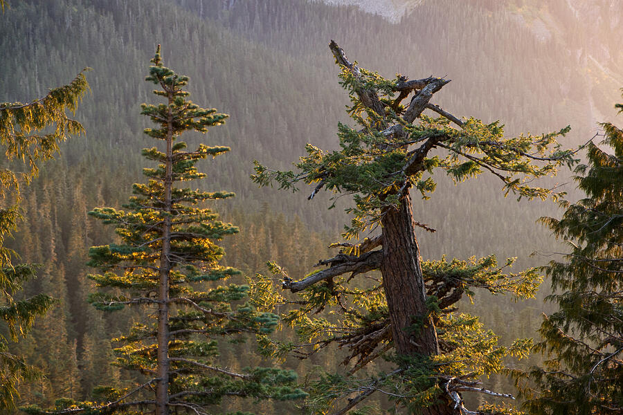Late Evening Light at Mount Rainier National Park Photograph by Michael Russell
