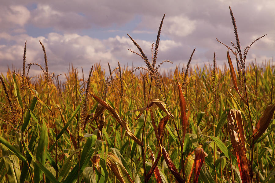Late Fall Corn Fields, Tuscany Photograph by Caroyl La Barge