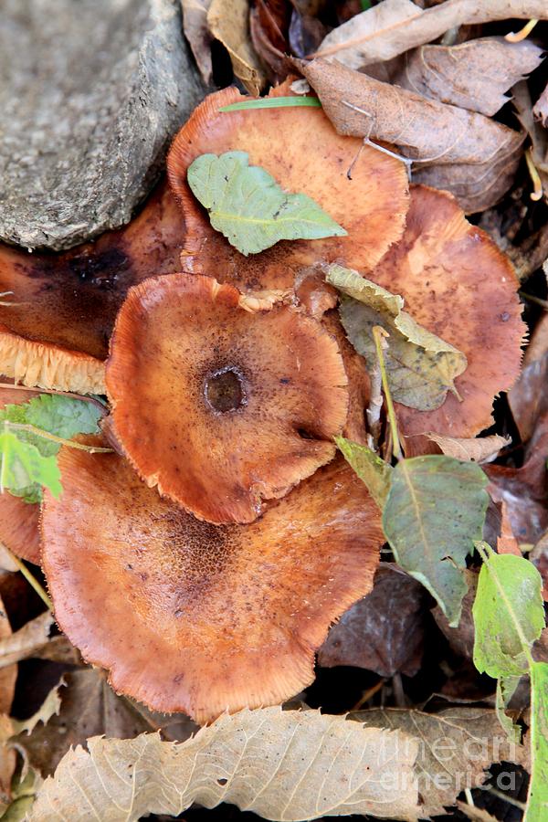 Late Fall Mushrooms Photograph by Rick Rauzi