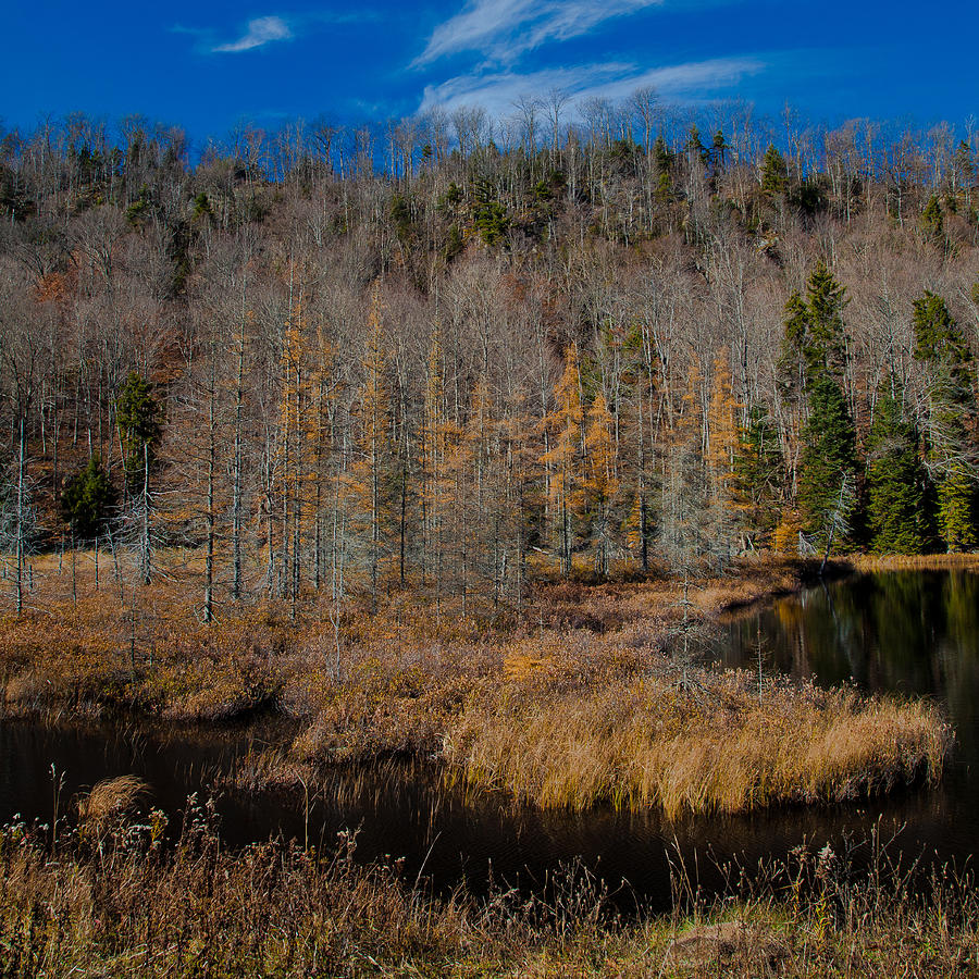 Late Fall on the South Shore of Bald Mountain Pond Photograph by David Patterson