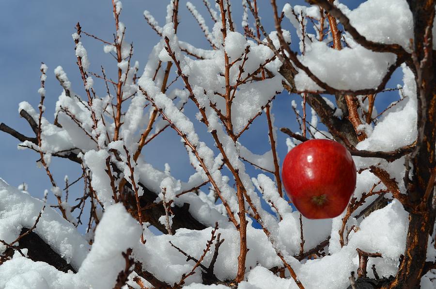 Winter Photograph - Late Harvest Cold Apple by Dan Vallo
