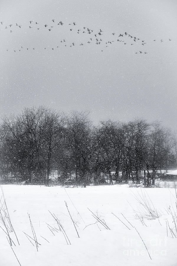 Winter Photograph - Late Migration by Michele Steffey