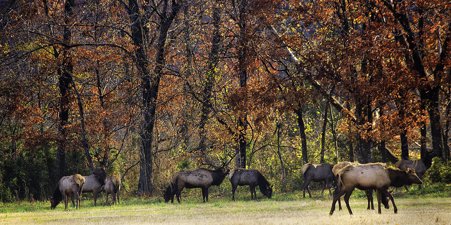 Late Rut Elk Herd at Sunrise Photograph by Michael Dougherty