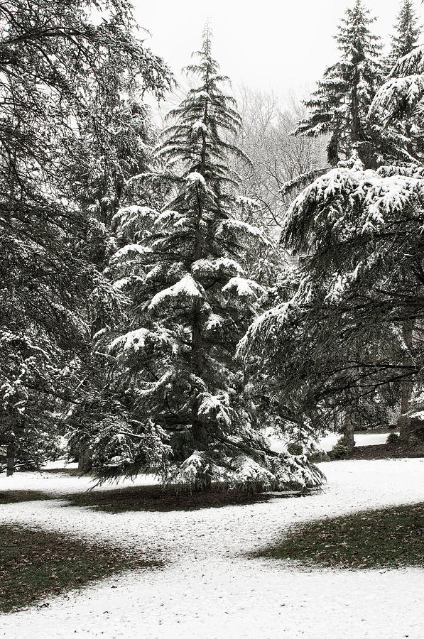 Late Season Snow At The Park Photograph by Gary Slawsky