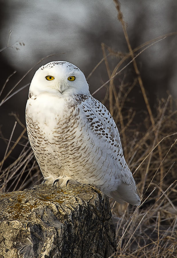 Late Season Snowy Owl Photograph by John Vose