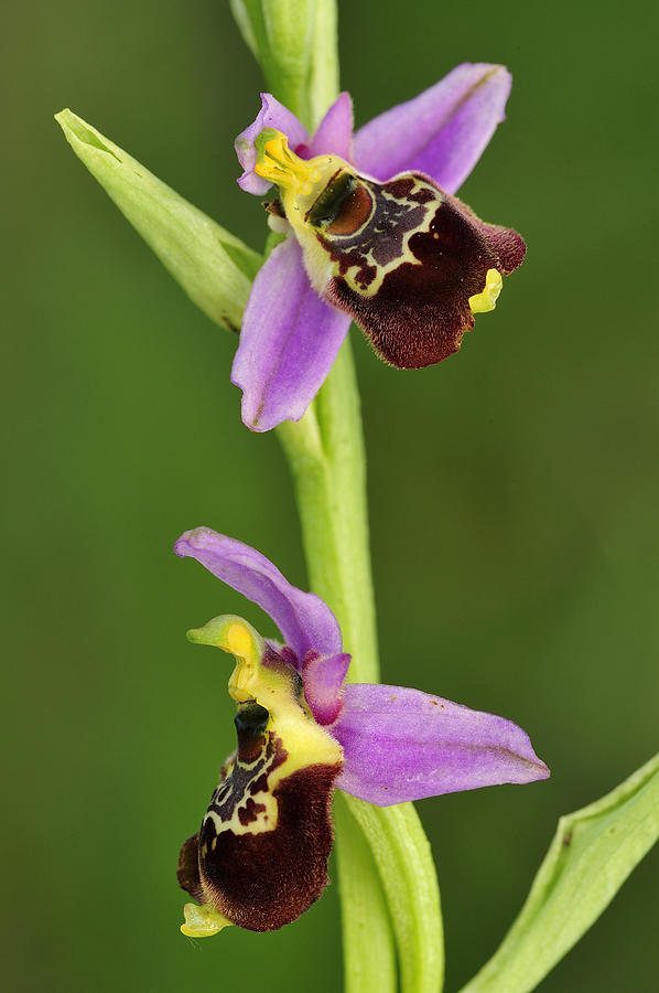 Late Spider Orchid Switzerland Photograph by Thomas Marent