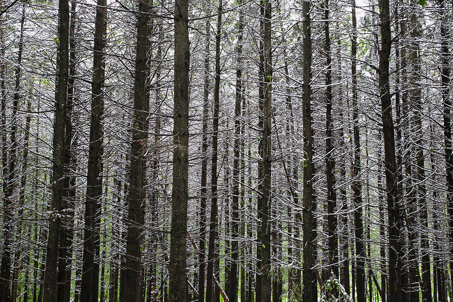 Late Spring Snowfall In A Forest Photograph by David Chapman / Design Pics