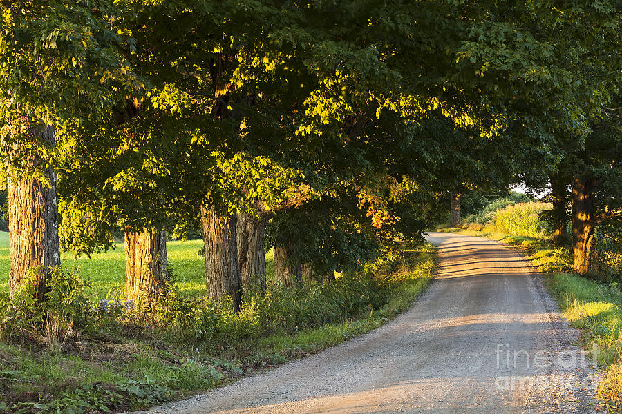 Late Summer Country Road Photograph by Alan L Graham
