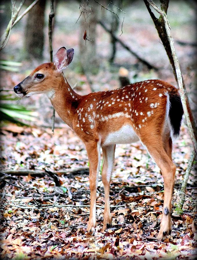 Deer Photograph - Late Summer Fawn 1 by Sheri McLeroy
