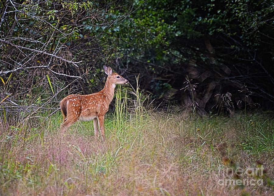Late Summer Fawn Photograph by Sharon Woerner