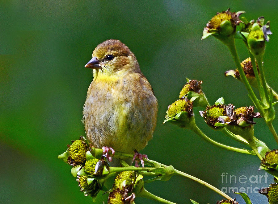 Late Summer Finch Photograph by Rodney Campbell