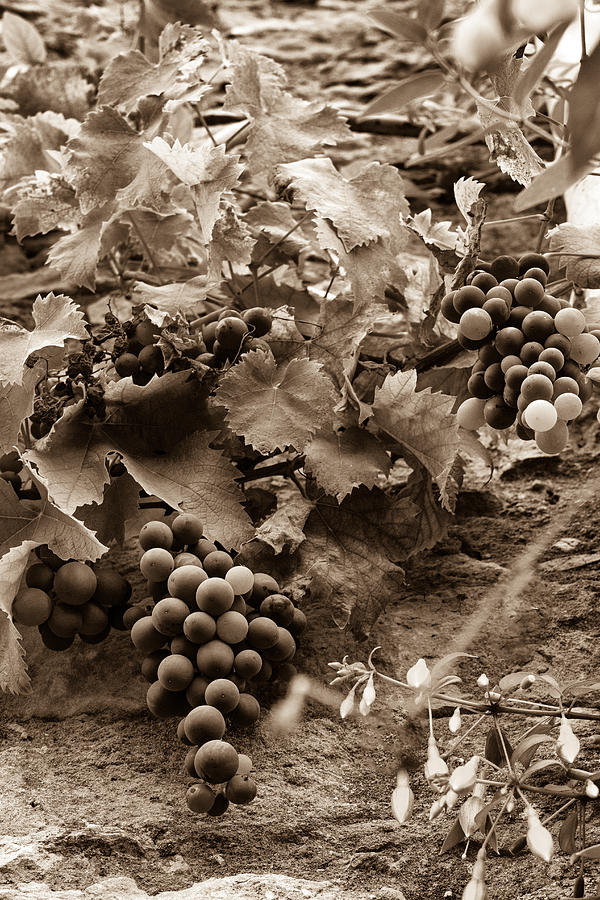Late Summer Grapes - Toned Photograph by Georgia Clare
