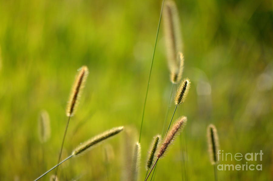Late Summer Grasses Photograph by Karin Everhart