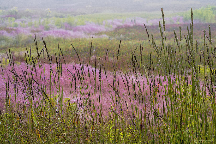 Late Summer Grasses Photograph by Marty Saccone