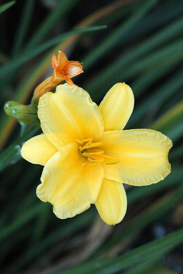 Lily Photograph - Late Summer Lily by James Hammen