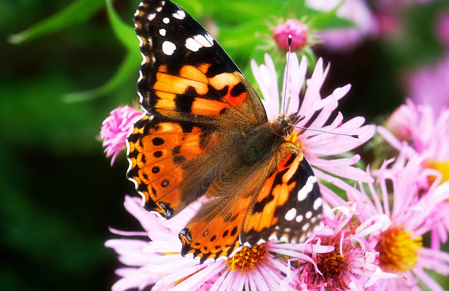 Late Summer Painted Lady Photograph by Marilyn Hunt