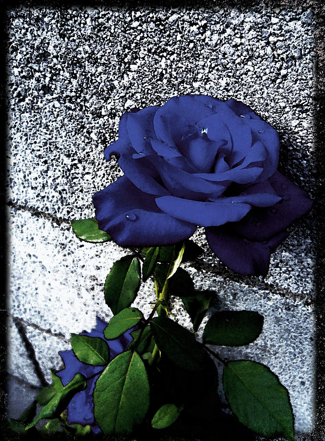Late Summer Rose - Blue Velvet Photograph by Shawna Rowe