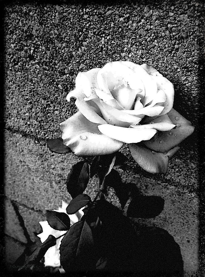 Late Summer Rose - Infared Photograph by Shawna Rowe