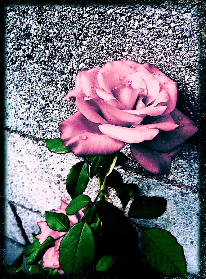 Late Summer Rose - Pink Ice Photograph by Shawna Rowe