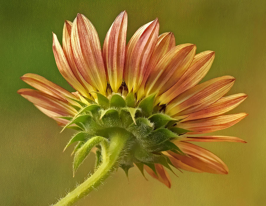 Late Summer Sunflower Photograph by Liz Mackney