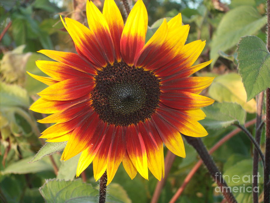 Late Summer Sunflower Photograph by Stephanie Brower - Pixels