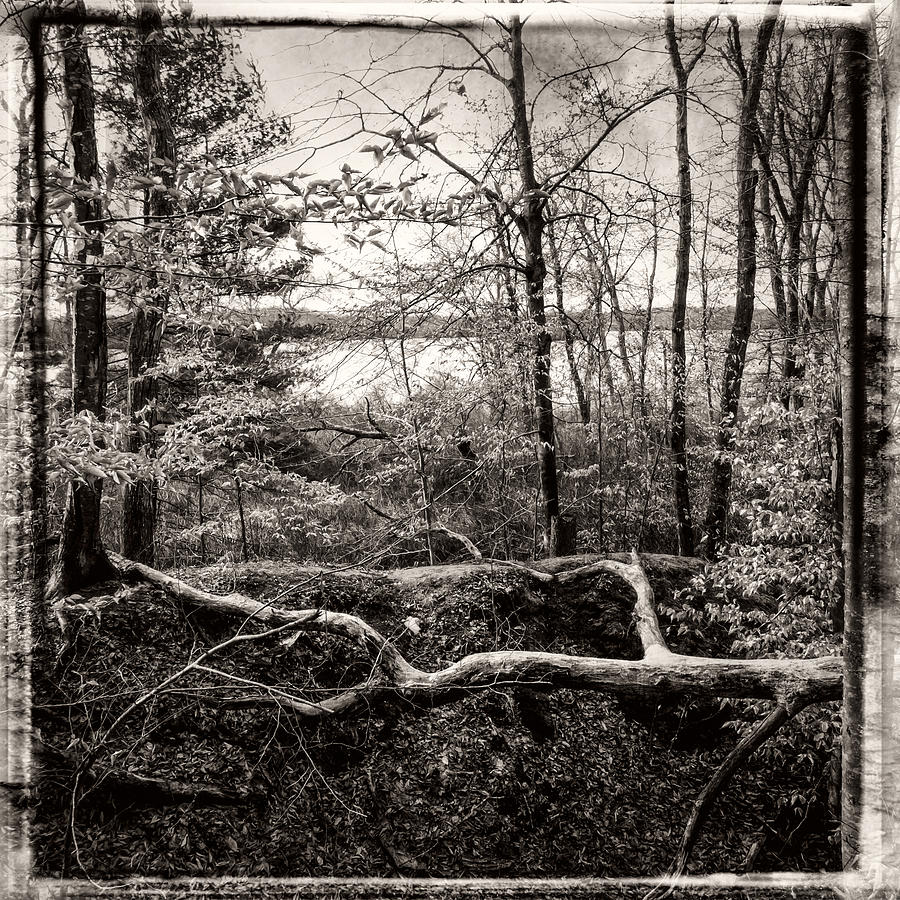 Late Winter Forest Black and White Photograph by Frank Winters