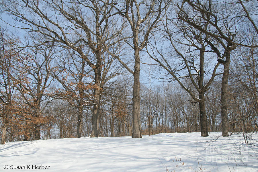 Late Winter Photograph by Susan Herber