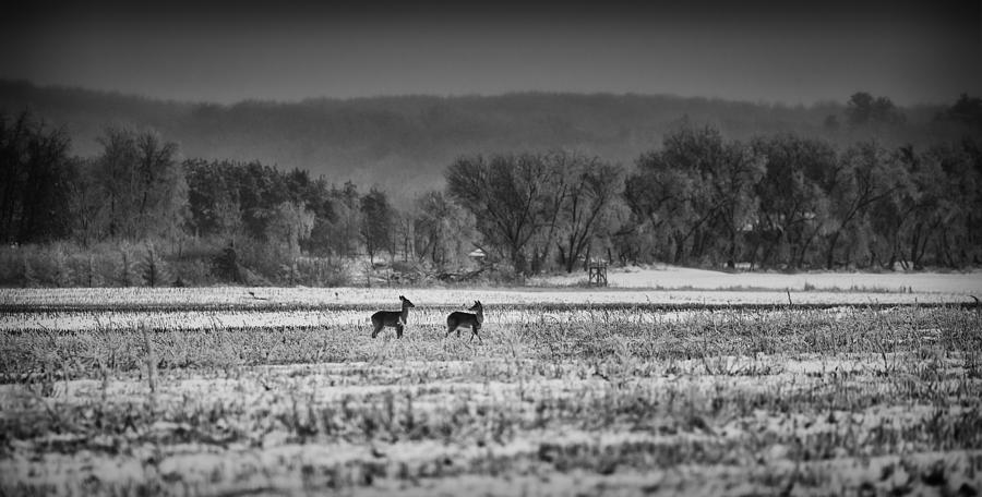 Deer Photograph - Late Winter Whitetails by Thomas Young