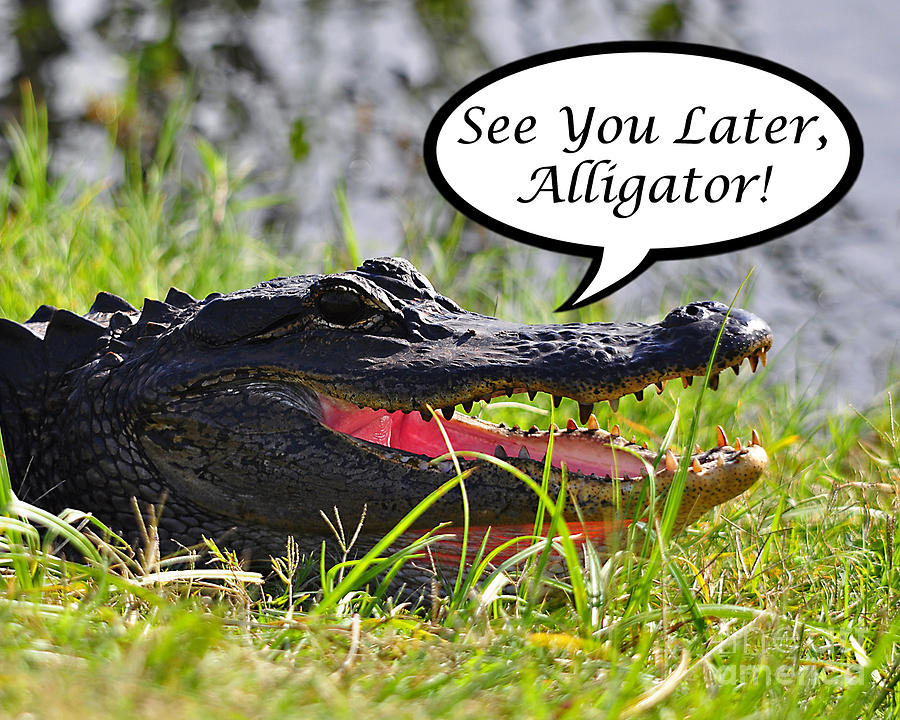 Alligator Photograph - Later Alligator Greeting Card by Al Powell Photography USA