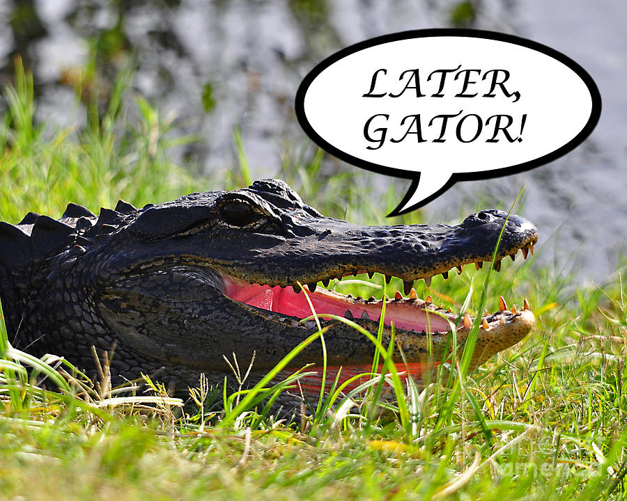 Later Gator Greeting Card Photograph by Al Powell Photography USA