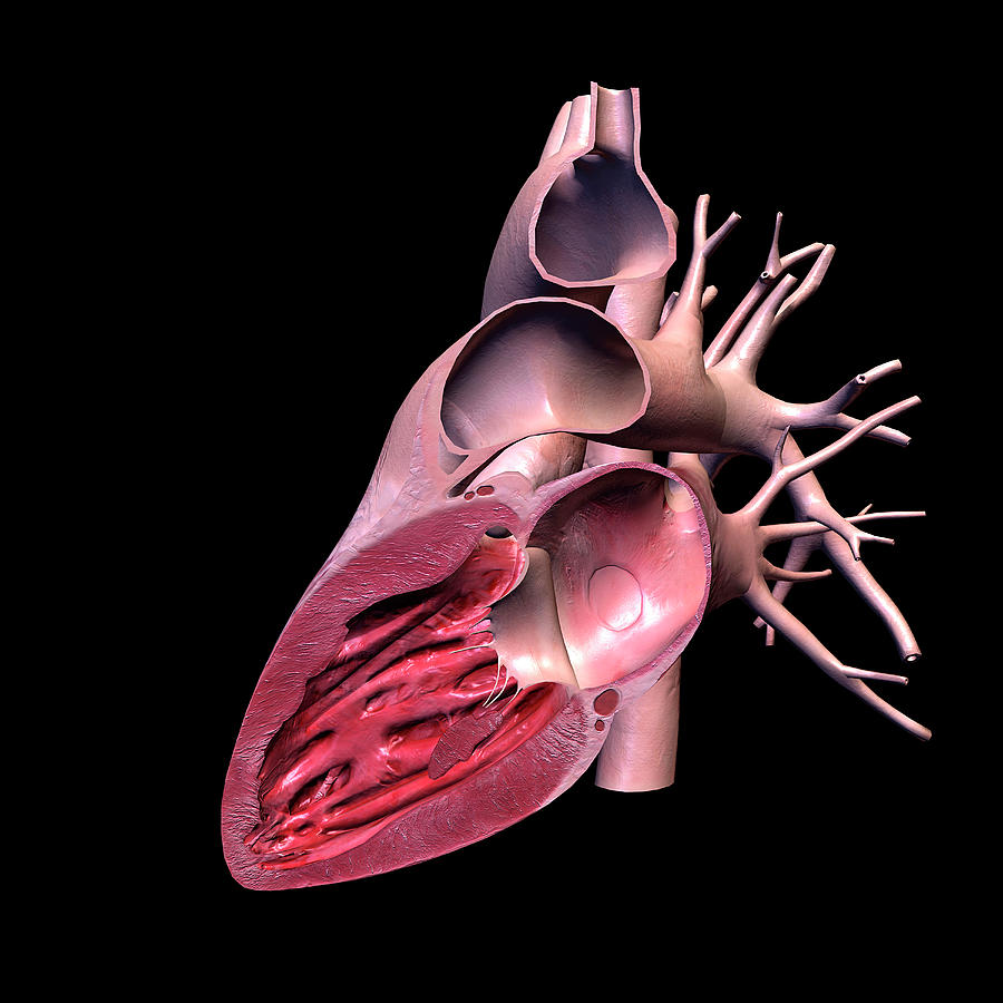 Lateral Cut View Of Human Heart Photograph by Hank Grebe - Pixels