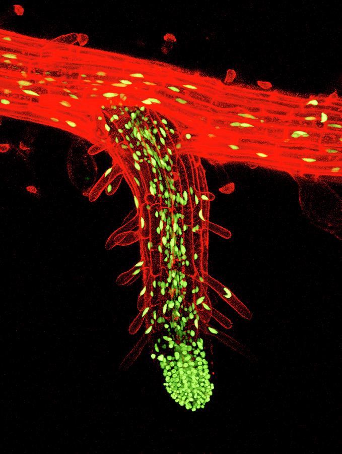 lateral-root-photograph-by-dr-john-runions-science-photo-library