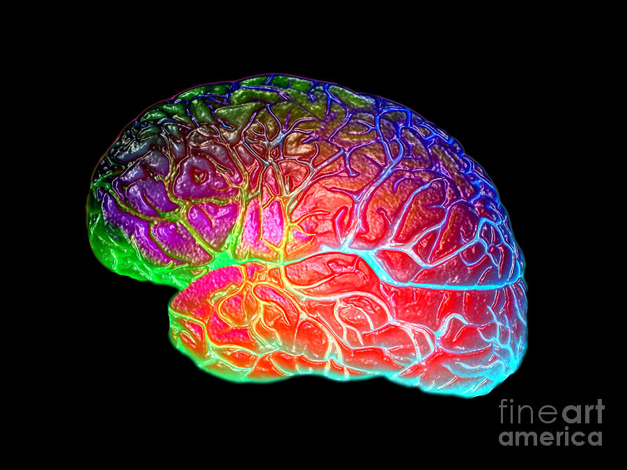 Lateral View Of A Model Brain Photograph by Living Art Enterprises, LLC