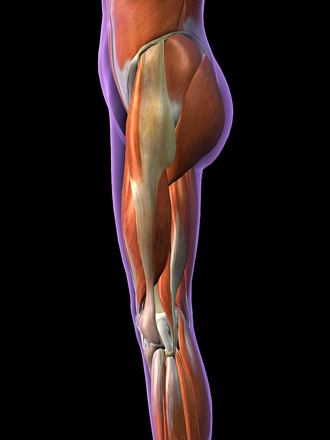 Lateral View Of Female Hip And Leg By Hank Grebe, Lateral Hip