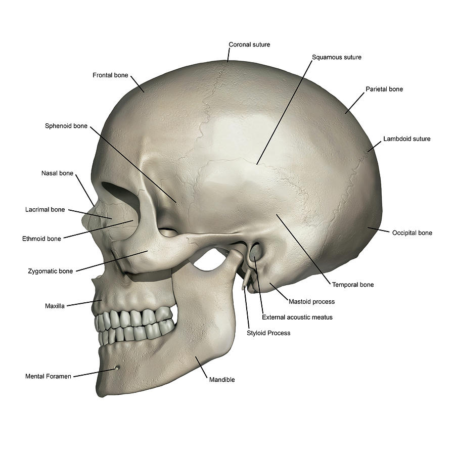 bones of the face and skull