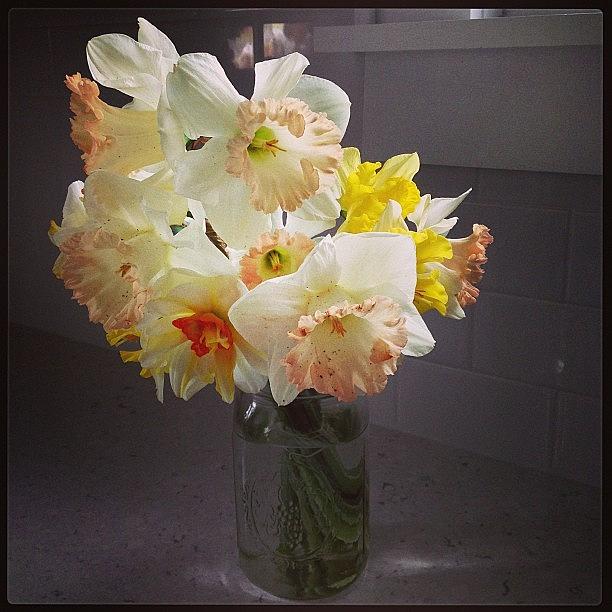 Latest Batch Of Daffodils From The Farm Photograph by Lauren Mccullough